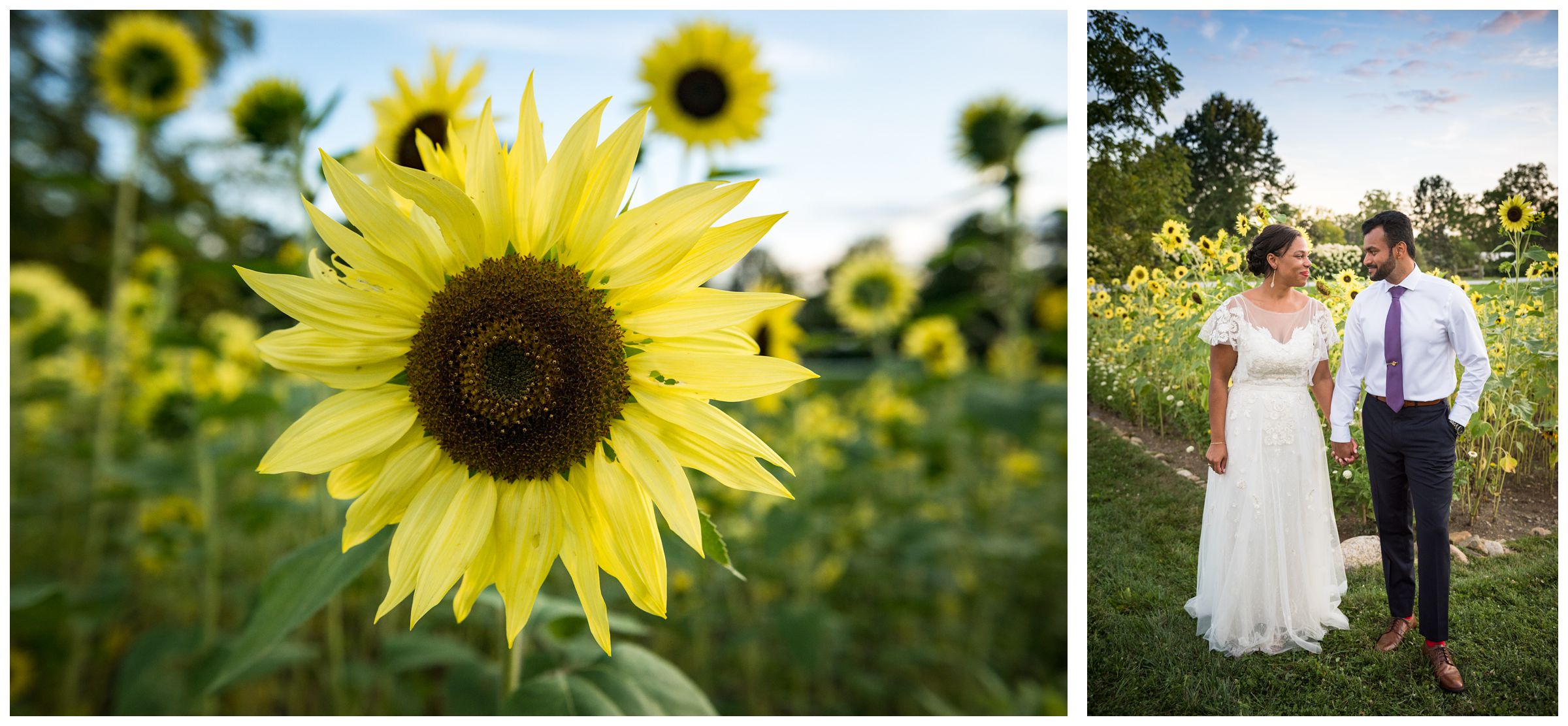 bride and groom summer wedding portrait by Columbus wedding photographer in sunflower field at Jorgensen Farms