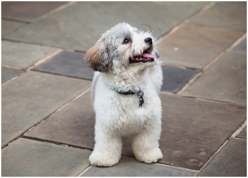 fluffy white puppy