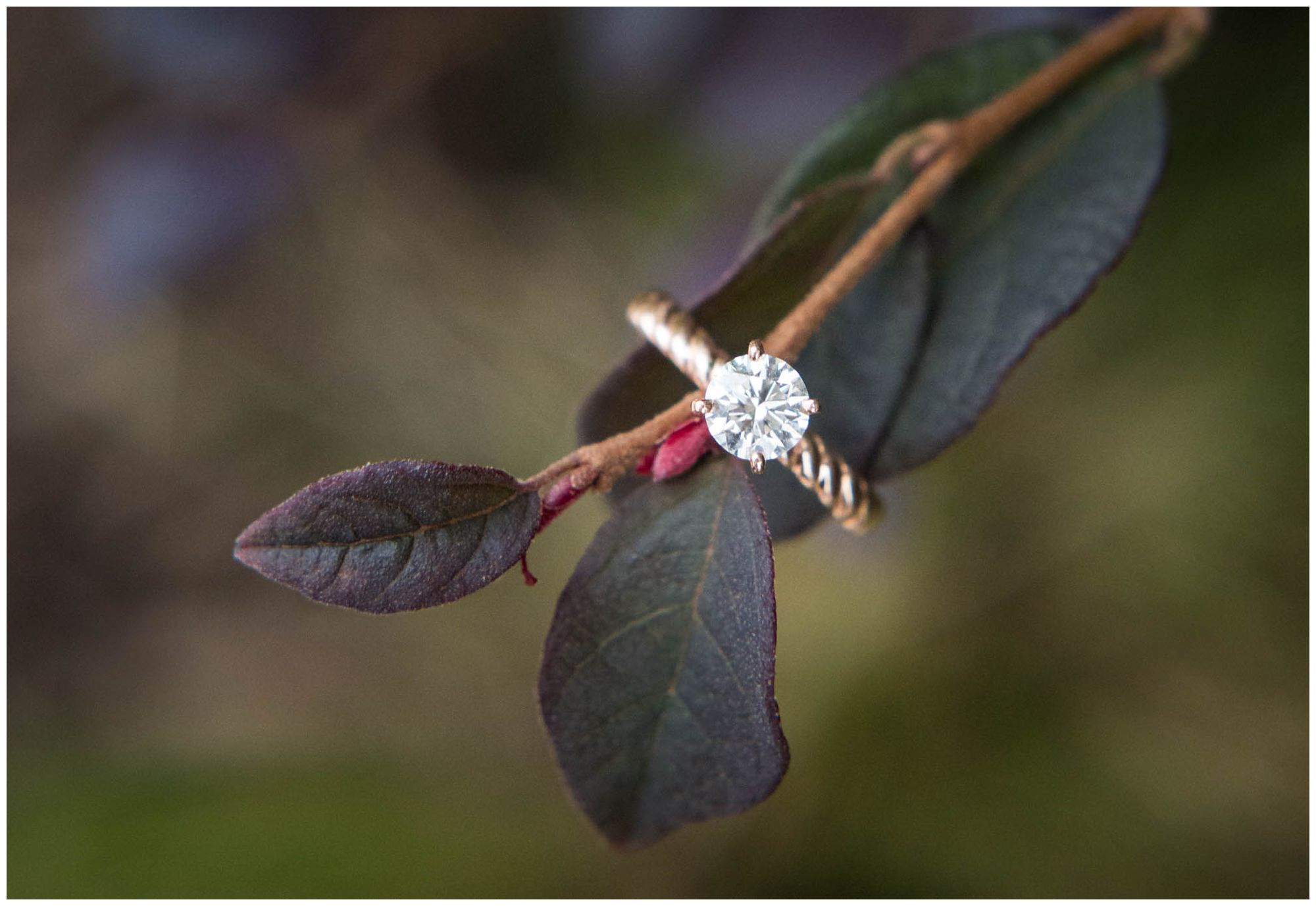 rose gold engagement ring on branch