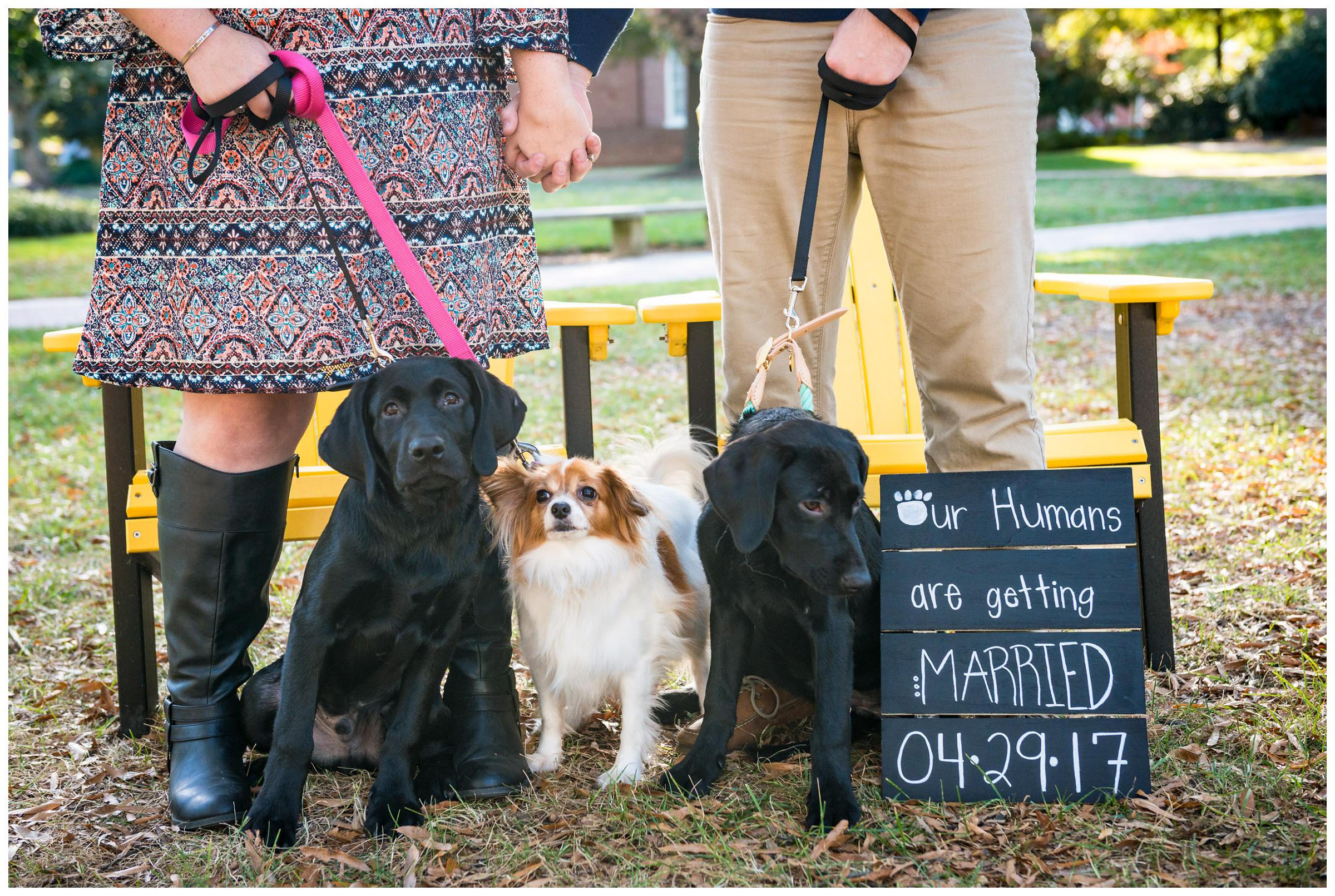 Engaged couple with three dogs and "Our humans are getting married" sign.