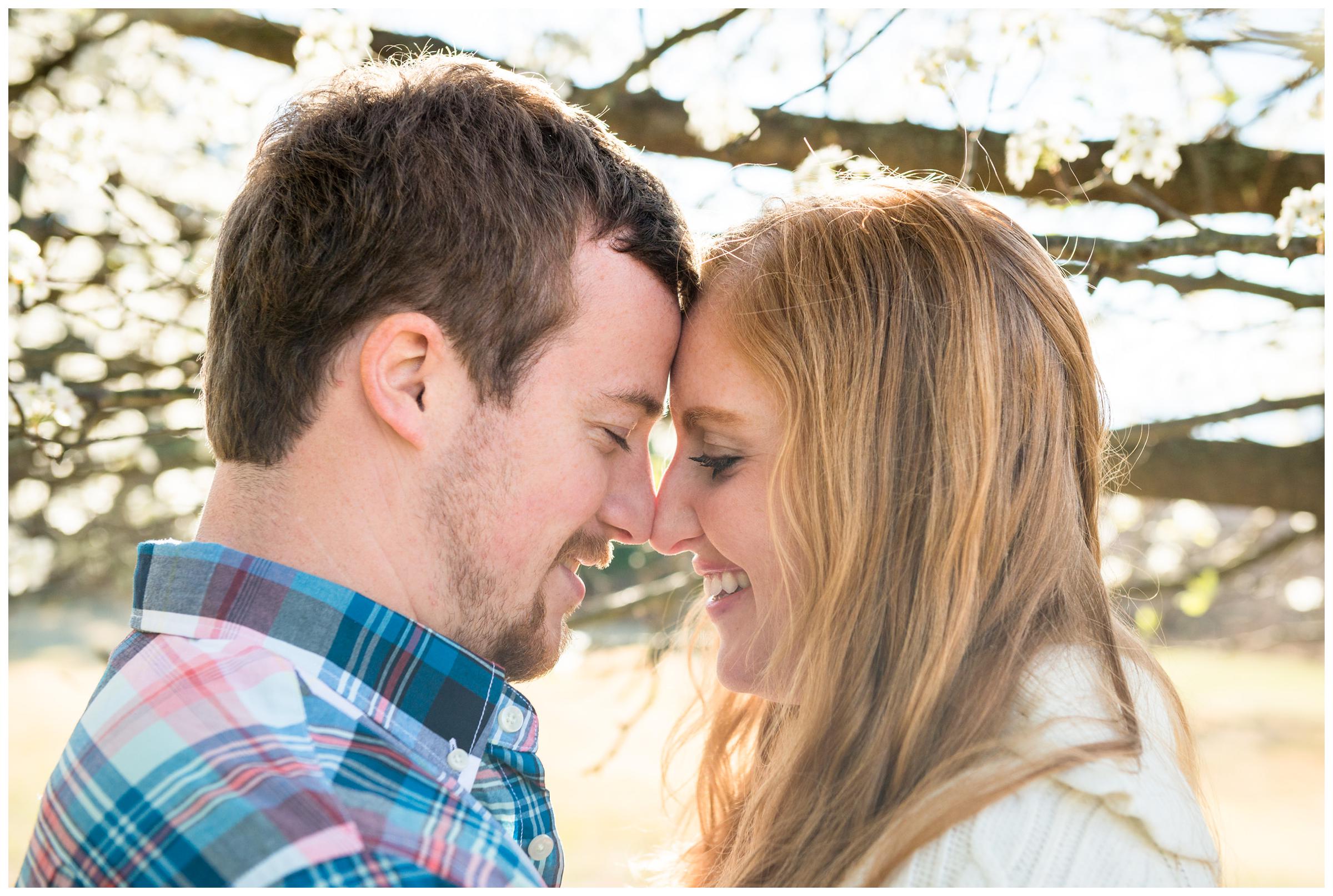 engaged couple under cherry blossom tree during engagement session in Rockville, Maryland