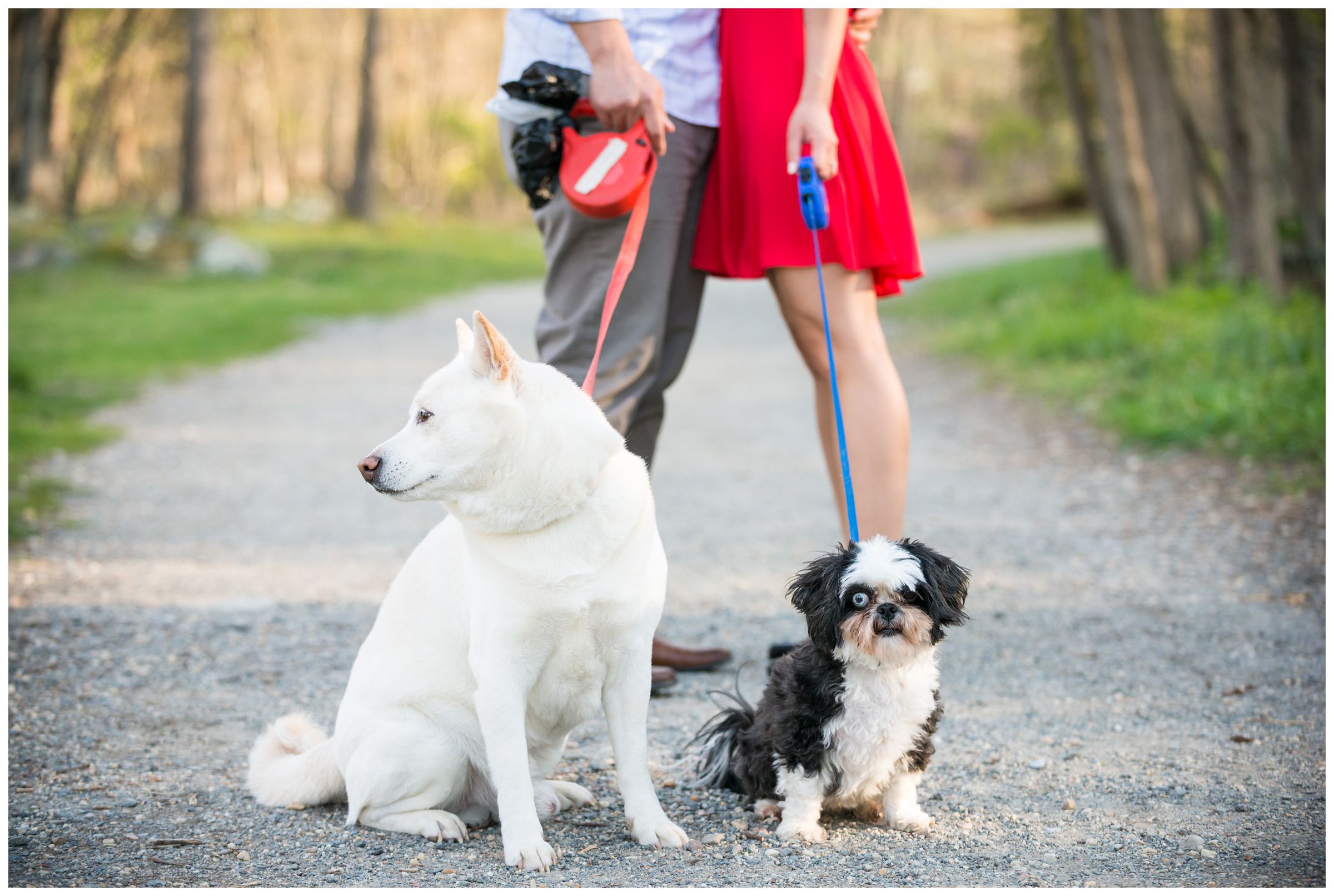 engagement photos of couple with their dogs at Great Falls Park in Northern Virginia