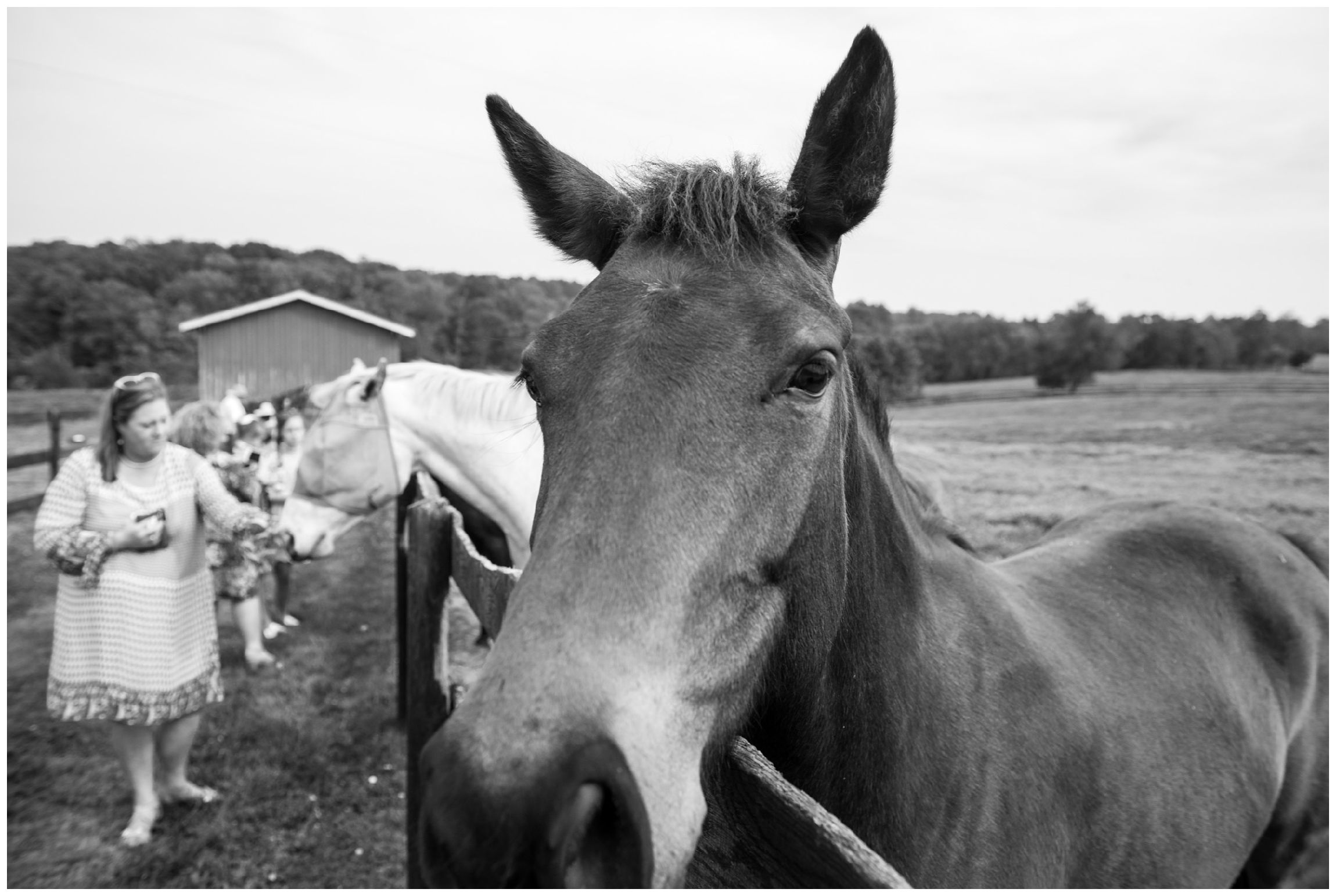guests feeding horses at rustic wedding reception at Wolftrap Farm in Virginia