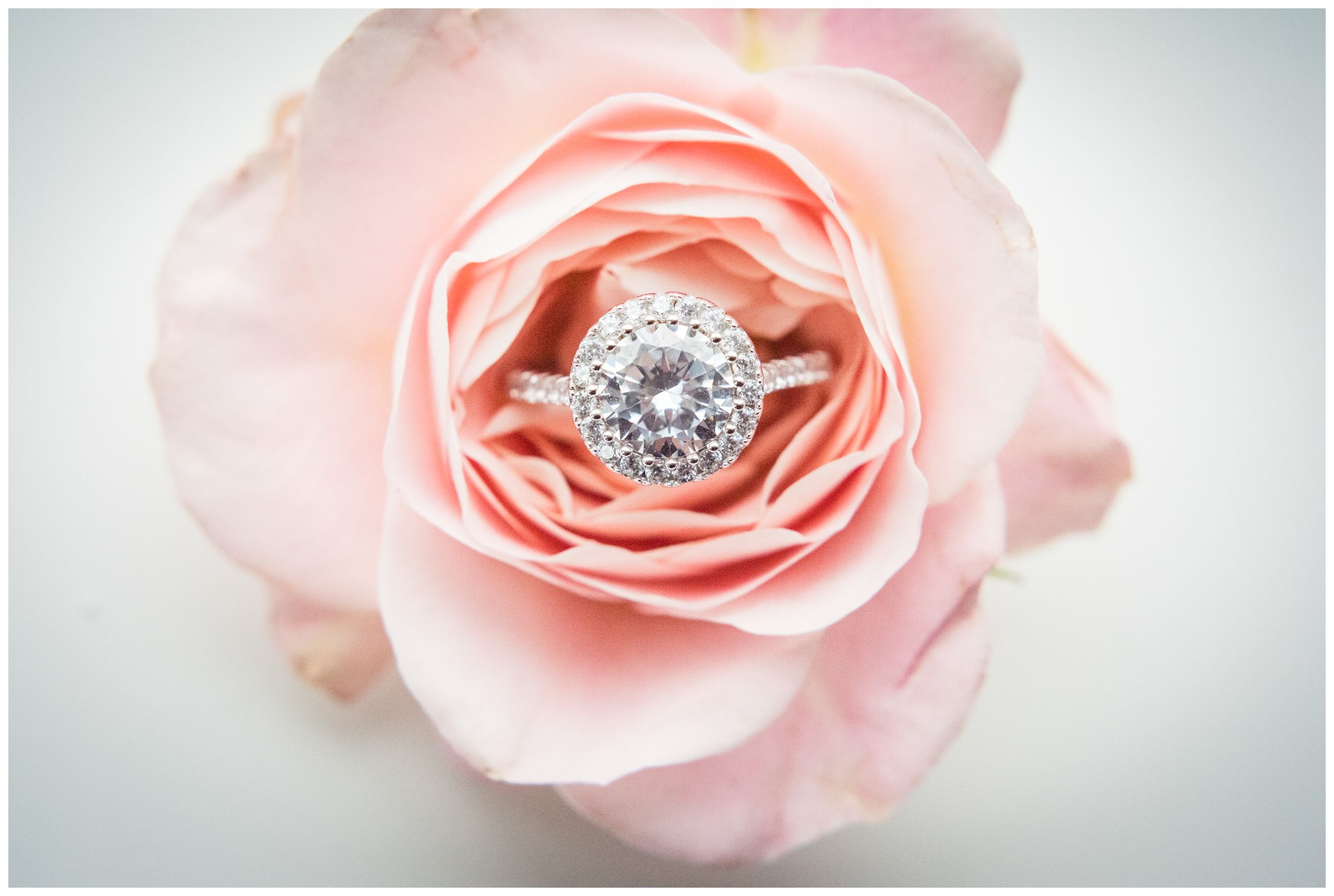 engagement ring in pink rose