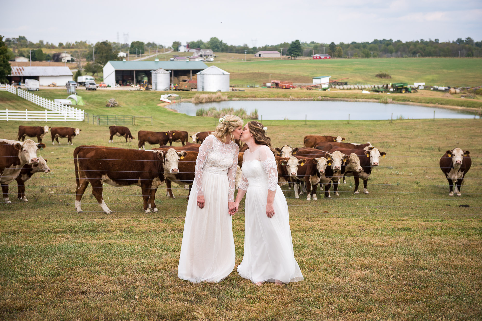two brides kissing on farm with cows by LGBTQ friendly columbus wedding photographer