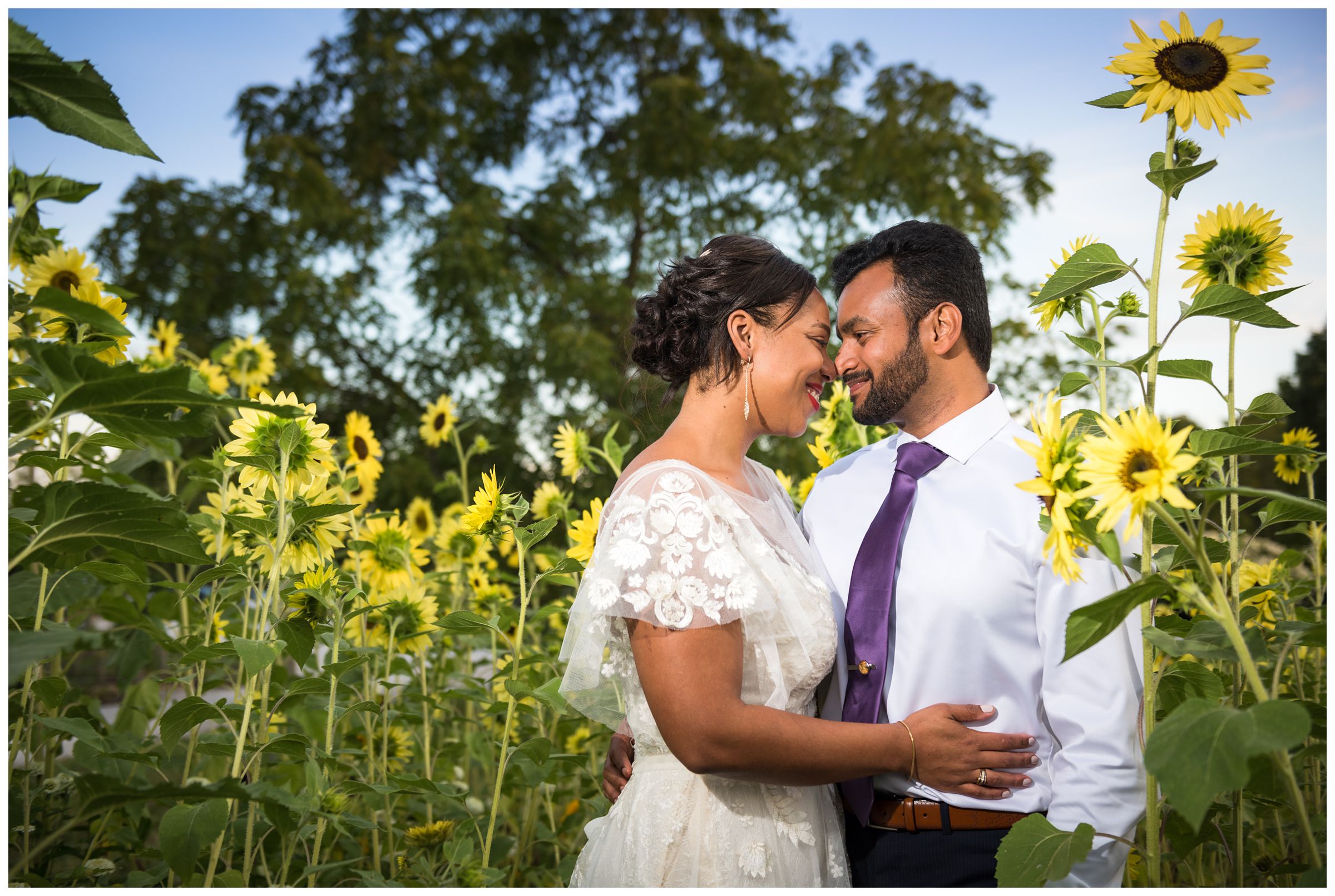bride and groom fall wedding portrait by Columbus Ohio wedding photographer in sunflower field at Jorgensen Farms