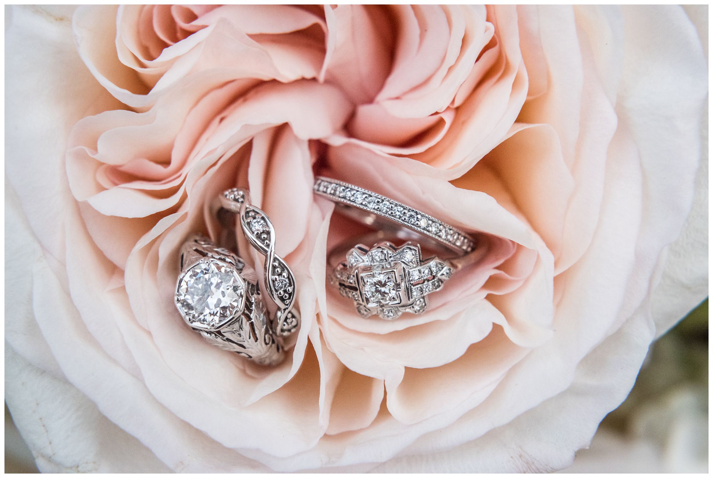 Two sets of engagement and wedding rings in a blush pink peony flower during same-sex wedding.