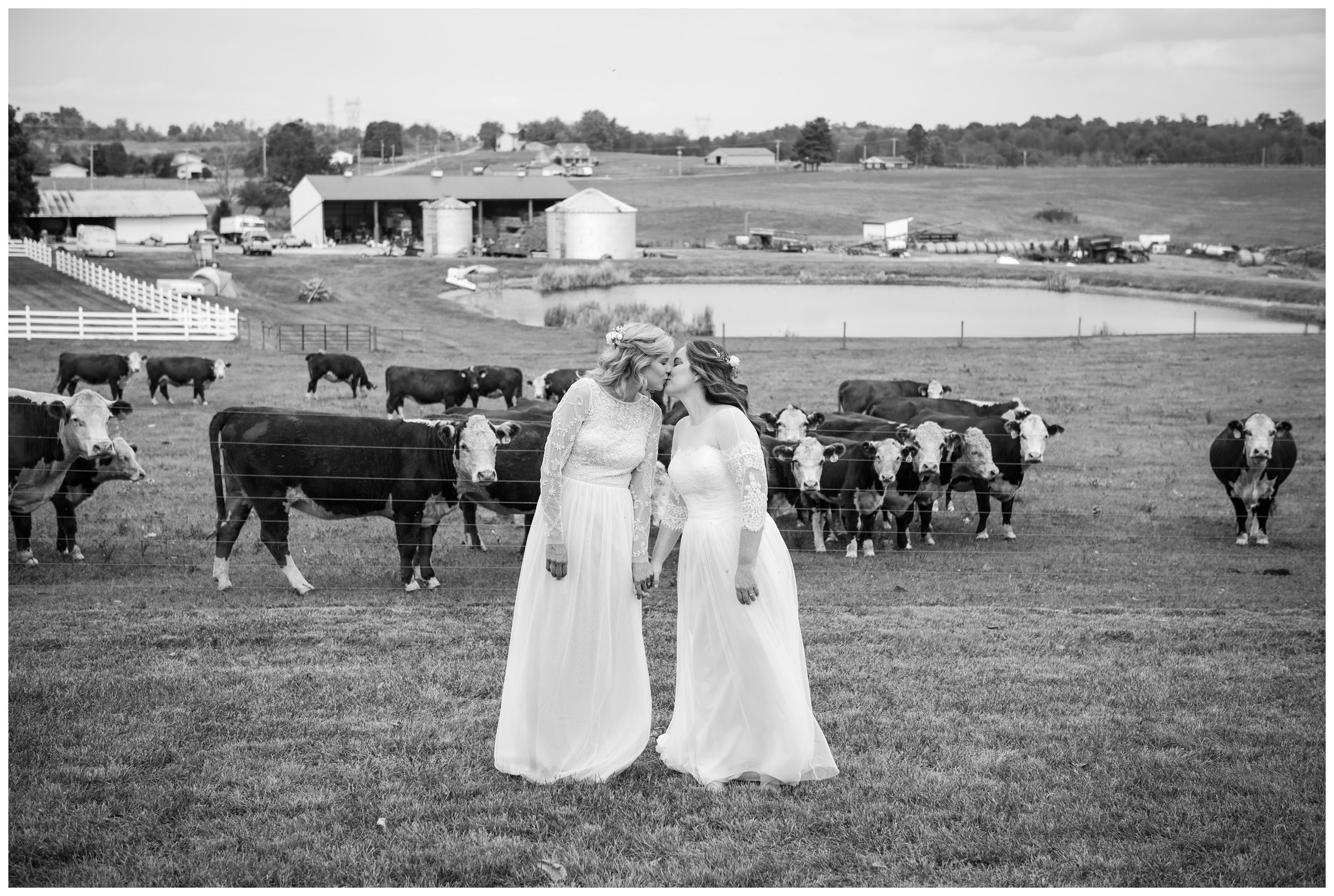 Two brides kissing during farm wedding with cows in background.